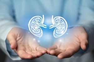 kidneys health concept