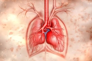 detailed illustration of human lungs shows bronchi