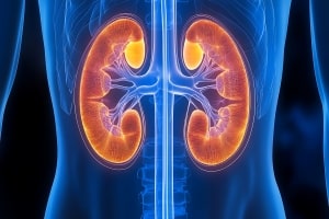 Anatomical Illustration of Kidney Function Declines